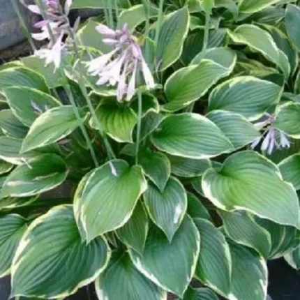 Hosta fortunei 'Aureomarginata'