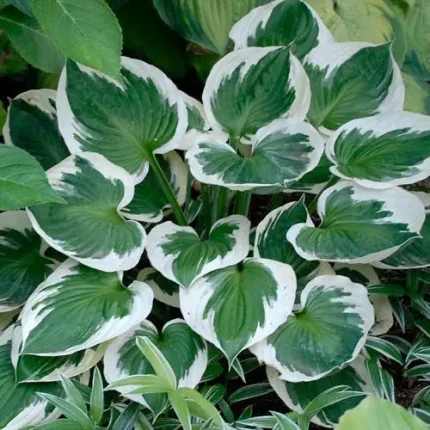 Hosta 'Minuteman'