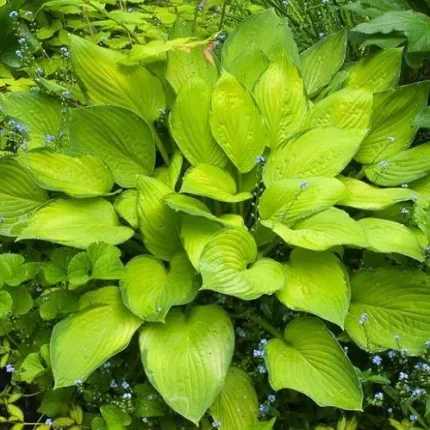 Hosta 'Gold Standard'