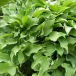 Hosta minima