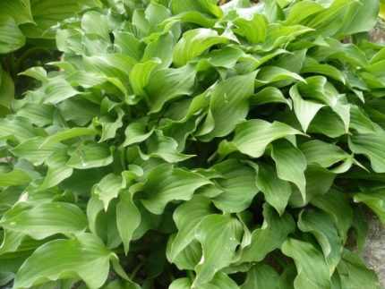 Hosta minima
