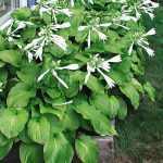 Hosta plantaginea 'Aphrodite'