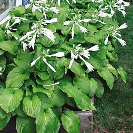 Hosta plantaginea 'Aphrodite'