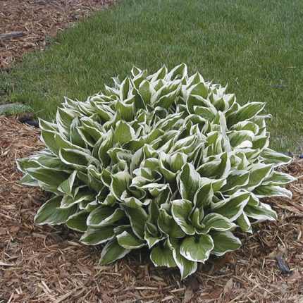 Hosta undulata 'Albomarginata'