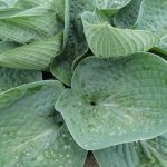 Hosta Big Daddy