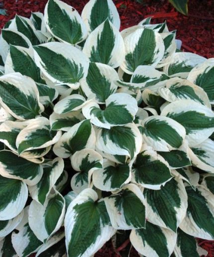 Hosta Patriot