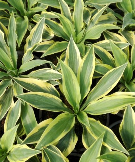 Hosta Wolverine