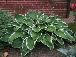 Hosta fortunei Francee