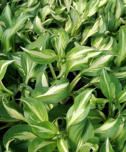 Hosta undulata Mediovariegata