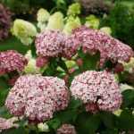 Hydrangea arborescens 'Sweet Annabelle'® -