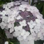 Hydrangea 'CLOUDi'® - Kékesfehér virágú cserjés hortenzia