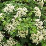 Hydrangea anomala petiolaris -