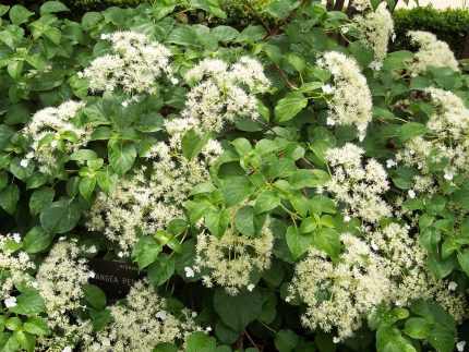 Hydrangea anomala petiolaris -