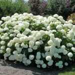 Hydrangea arborescens 'Strong Annabelle'® - Fehér gömb virágú cserjés hortenzia