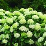 Hydrangea arborescens 'Bella Ragazza Limetta'® -