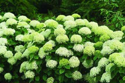 Hydrangea arborescens 'Bella Ragazza Limetta'® -