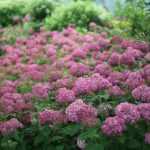 Hydrangea arborescens 'Bella Ragazza Mauvette'® -
