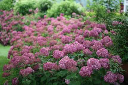 Hydrangea arborescens 'Bella Ragazza Mauvette'® -