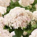 Hydrangea arborescens 'Candybelle Marshmallow'® -