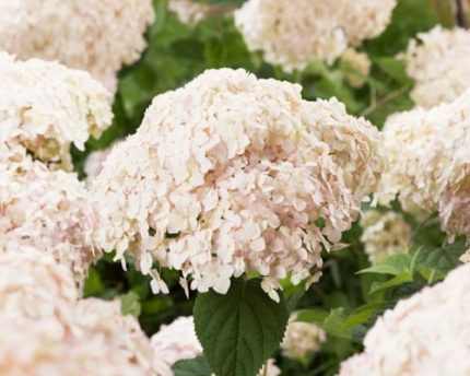 Hydrangea arborescens 'Candybelle Marshmallow'® -