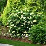 Hydrangea arborescens 'Lime Rickey'® -