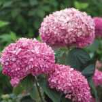 Hydrangea arborescens 'Pink Annabelle'® -