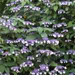 Hydrangea aspera 'Rosemary Foster' -