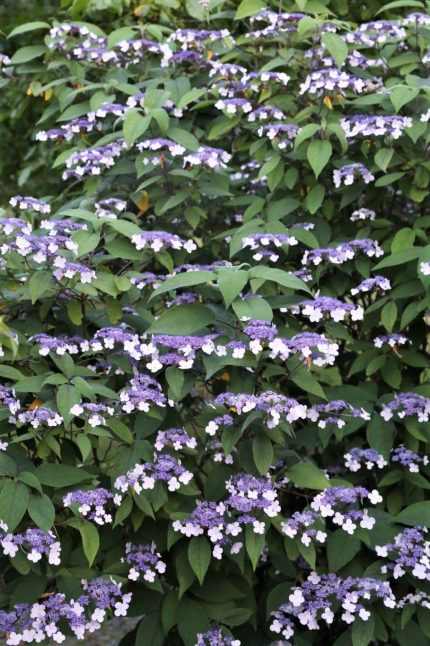 Hydrangea aspera 'Rosemary Foster' -