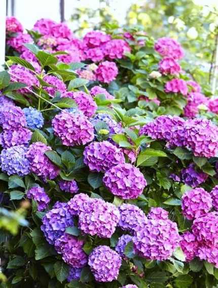 Hydrangea macrophylla 'Bouquet Rose' - Kékesrózsaszín virágú hortenzia