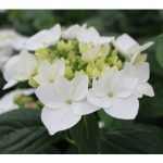 Hydrangea macrophylla 'Lanarth White' -
