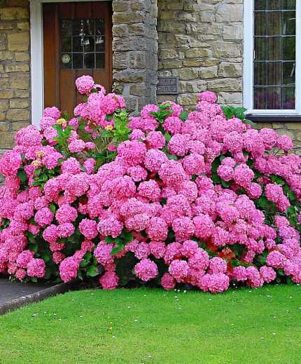 Hydrangea macrophylla 'Lavblaa' - Rózsaszín virágú hortenzia