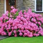 Hydrangea macrophylla 'Lavblaa' - Rózsaszín virágú hortenzia