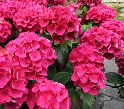 Hydrangea macrophylla 'Leuchtfeuer' - Rózsaszín virágú hortenzia