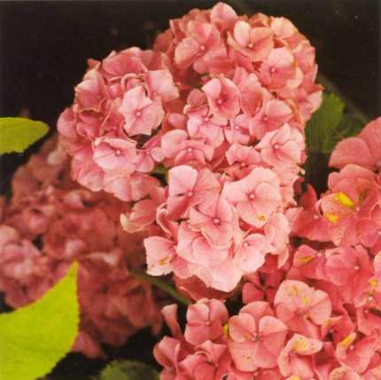 Hydrangea macrophylla 'Masja' (Sibilla) - Rózsaszín virágú hortenzia