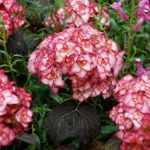 Hydrangea macrophylla 'Miss Saori'® -