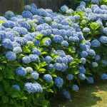 Hydrangea macrophylla 'Nikko Blue' - Kékeslila virágú hortenzia