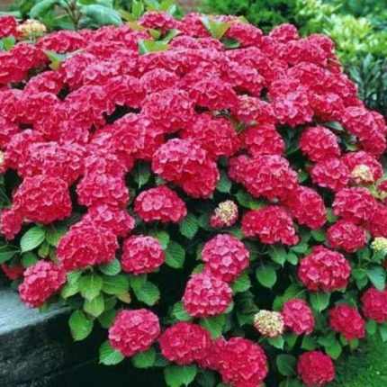 Hydrangea macrophylla Red Baron - Rózsaszín virágú hortenzia