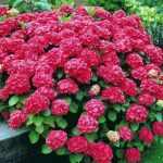 Hydrangea macrophylla Red Baron - Rózsaszín virágú hortenzia