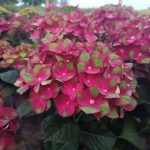 Hydrangea macrophylla 'Rembrandt Rosso Glory' -