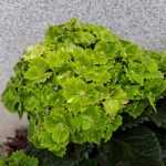 Hydrangea macrophylla 'Rembrandt Vibrant Verde' -