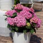 Hydrangea macrophylla 'Together'® -