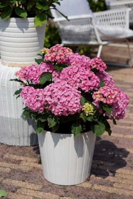Hydrangea macrophylla 'Together'® -