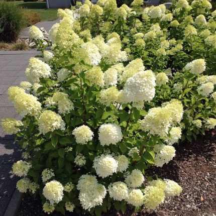 Hydrangea paniculata 'Bobo' ® - Fehér