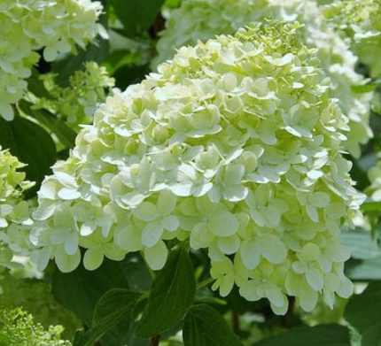 Hydrangea paniculata 'Bombshell'® - Fehér
