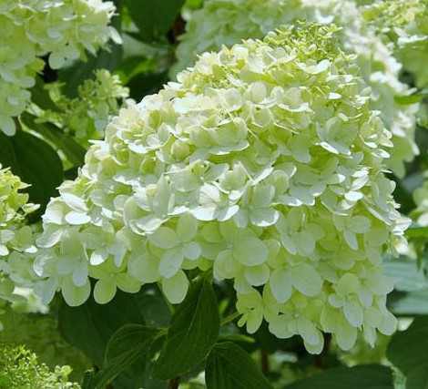 Hydrangea paniculata 'Bombshell'® - Fehér