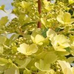 Hydrangea paniculata Candlelight