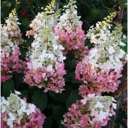 Hydrangea paniculata 'Candlelight' ® - Fehér