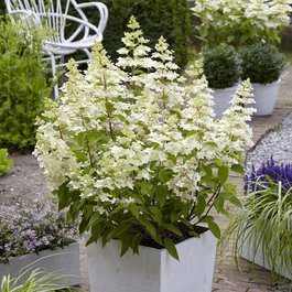 Hydrangea paniculata 'Confetti' ® - Fehér