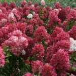 Hydrangea paniculata 'Diamant Rouge'® - Rózsaszín