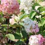 Hydrangea paniculata 'Diamantino'® - Fehéres-rózsaszínes kúpvirágú bugás hortenzia